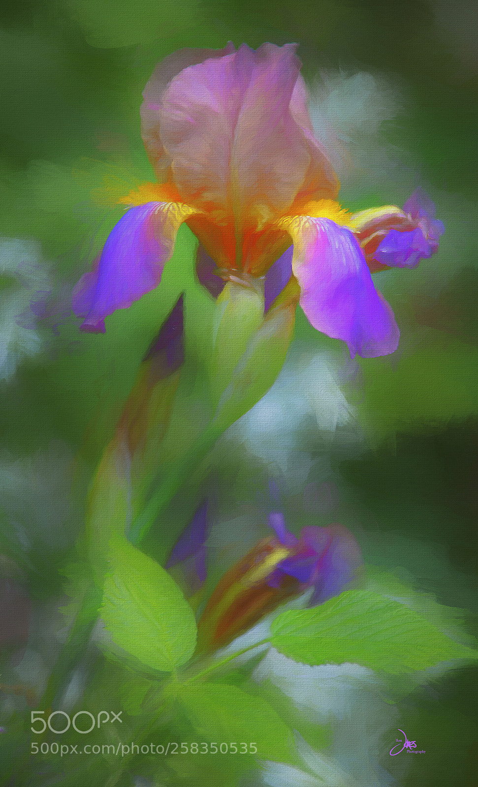 Canon EOS 6D sample photo. An iris photography