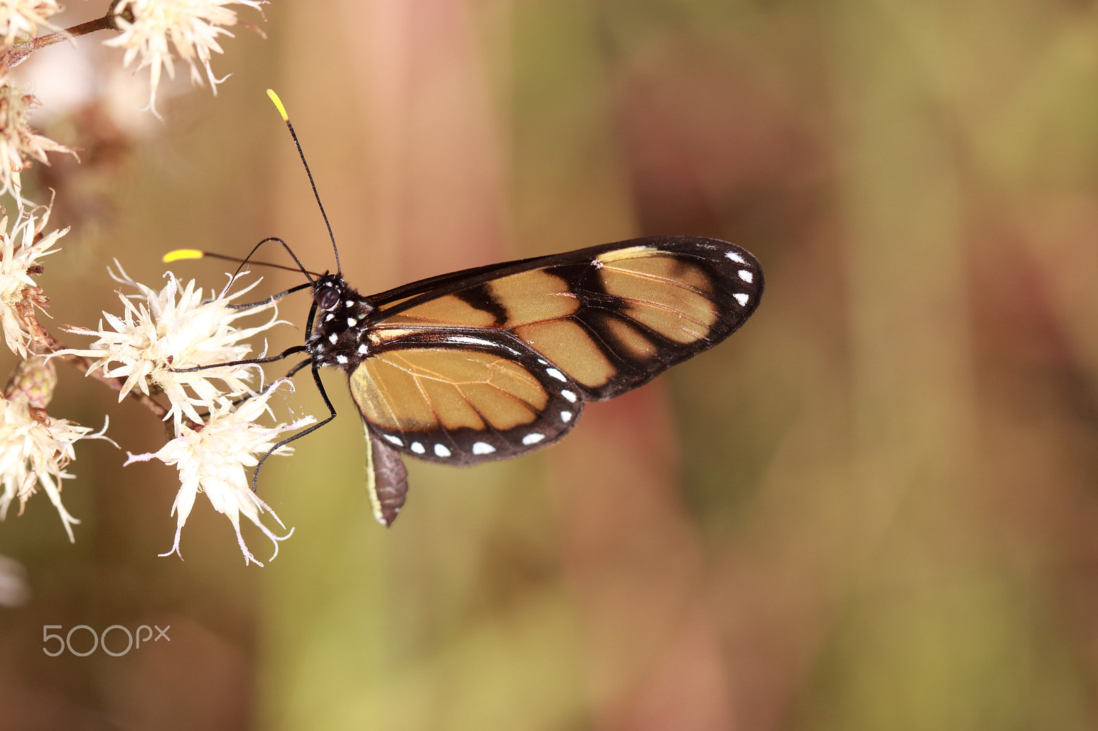 Canon EF 100mm F2.8L Macro IS USM sample photo. Yellow tips photography