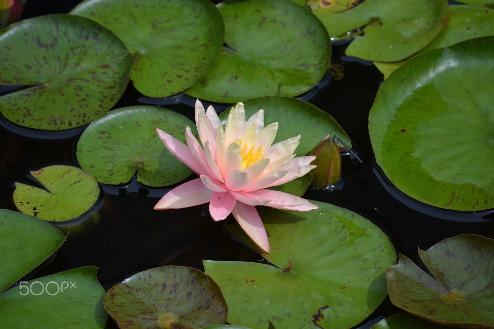 Nikon D3100 sample photo. Flower photography