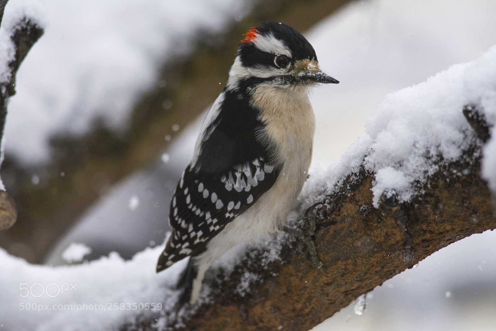 Nikon D7200 sample photo. Downy woodpecker photography
