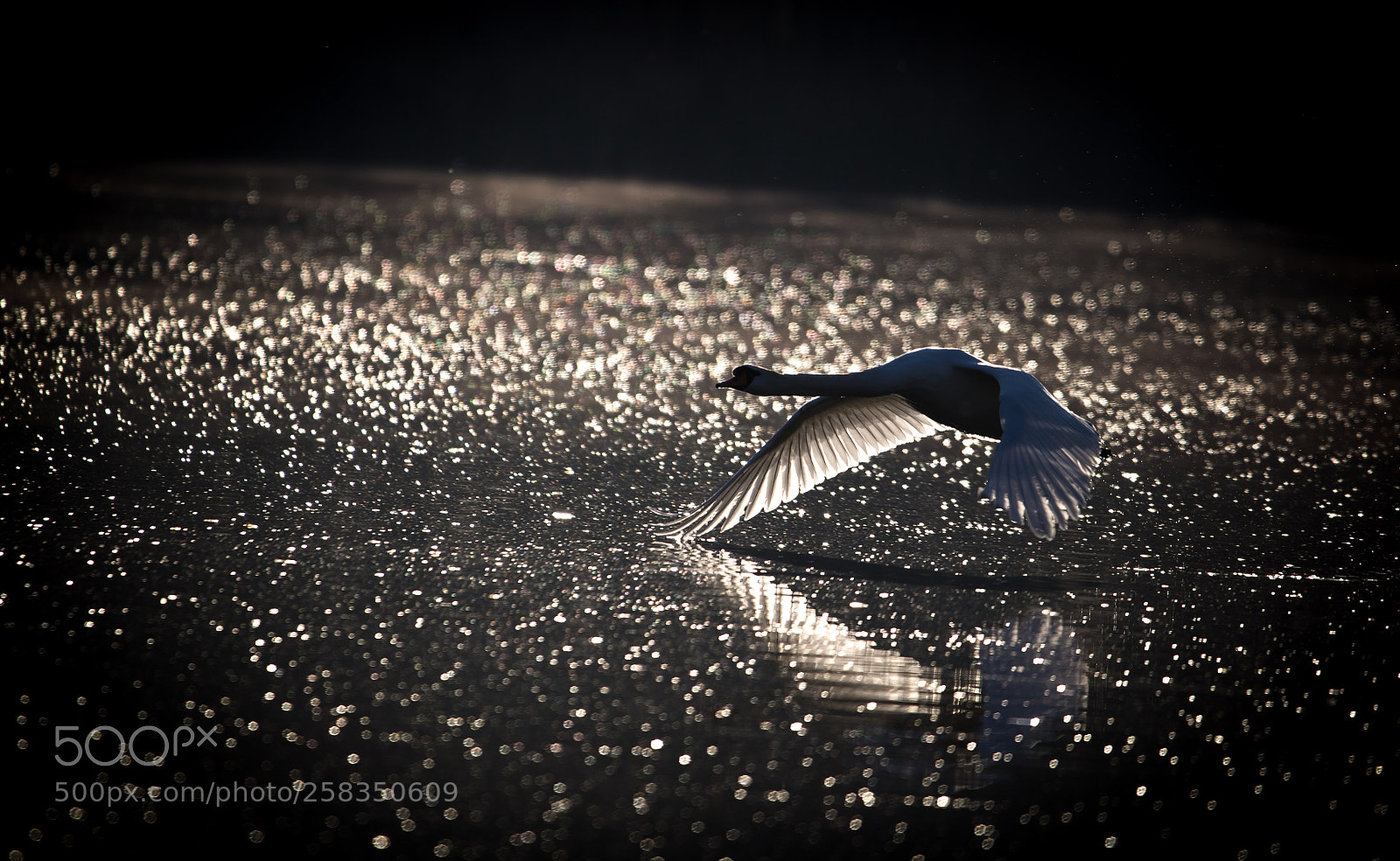 Canon EOS 6D sample photo. Schwan im morgengrauen photography