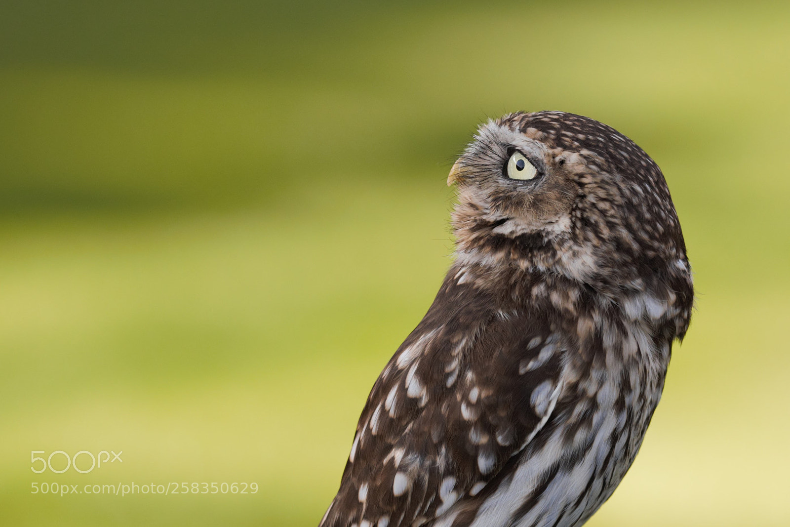 Canon EOS 6D sample photo. Little owl photography