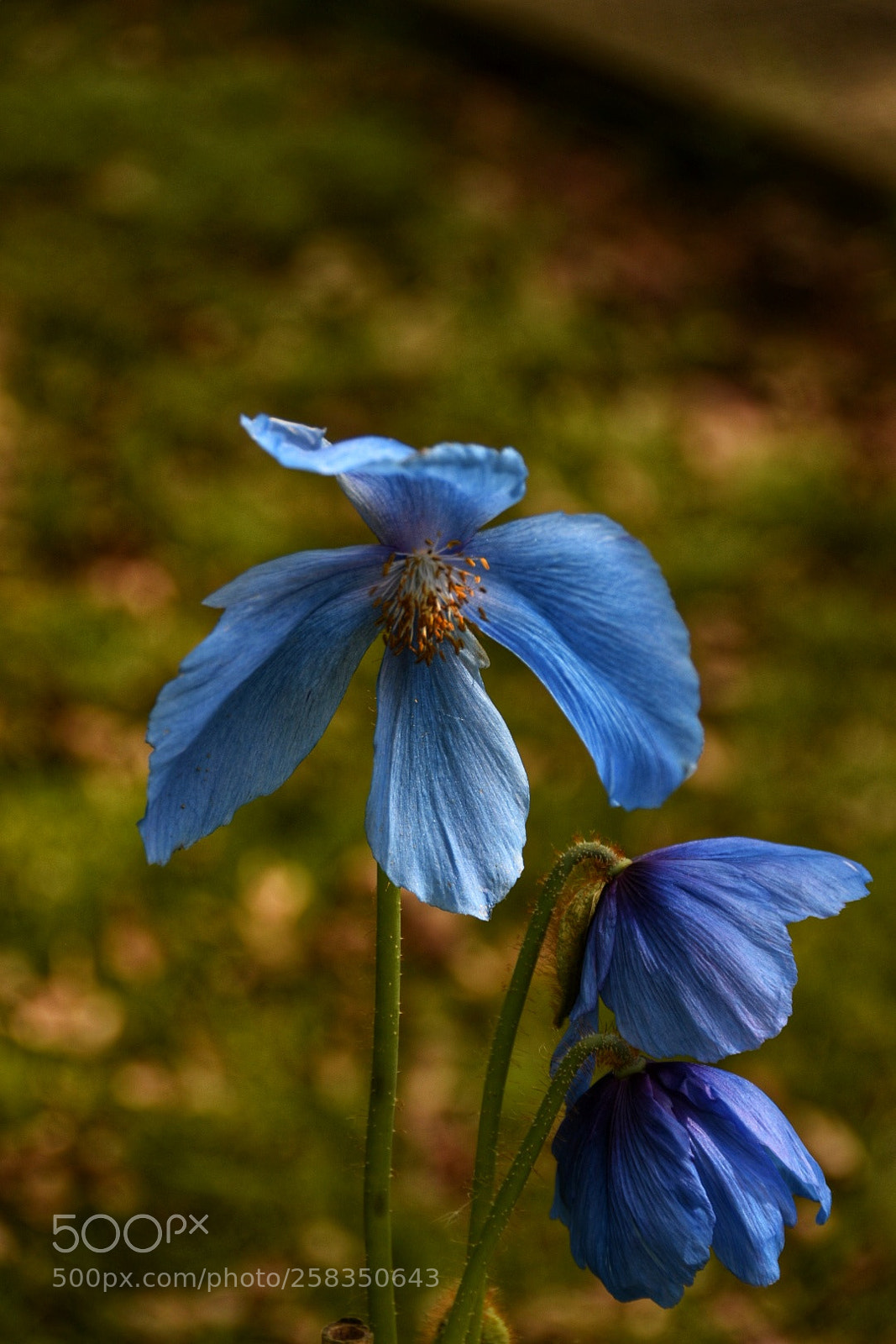 Nikon D5500 sample photo. Untitled photography