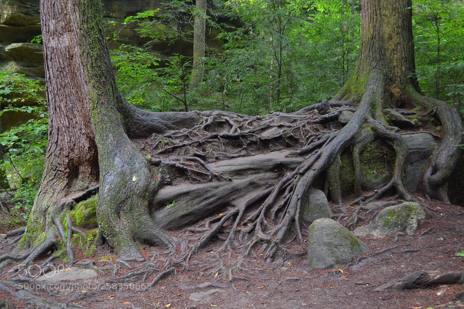Nikon D3100 sample photo. Trees photography