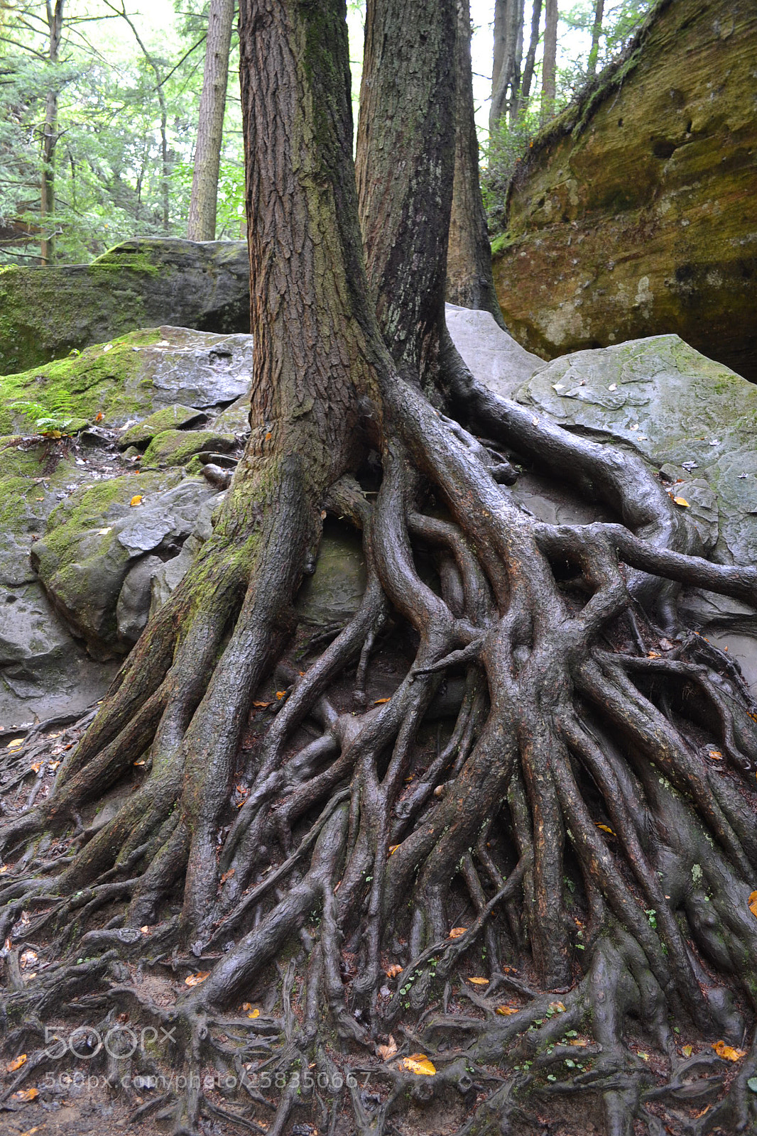 Nikon D3100 sample photo. Trees photography