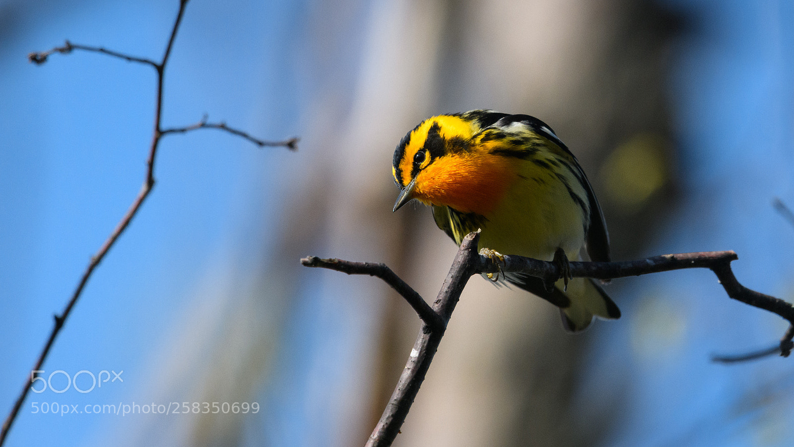 Nikon D850 sample photo. Blackburnian warbler has a photography