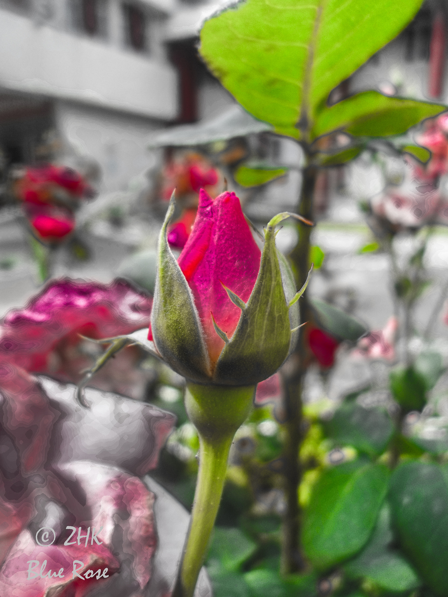 Samsung ST66 / ST68 sample photo. Rose bud photography