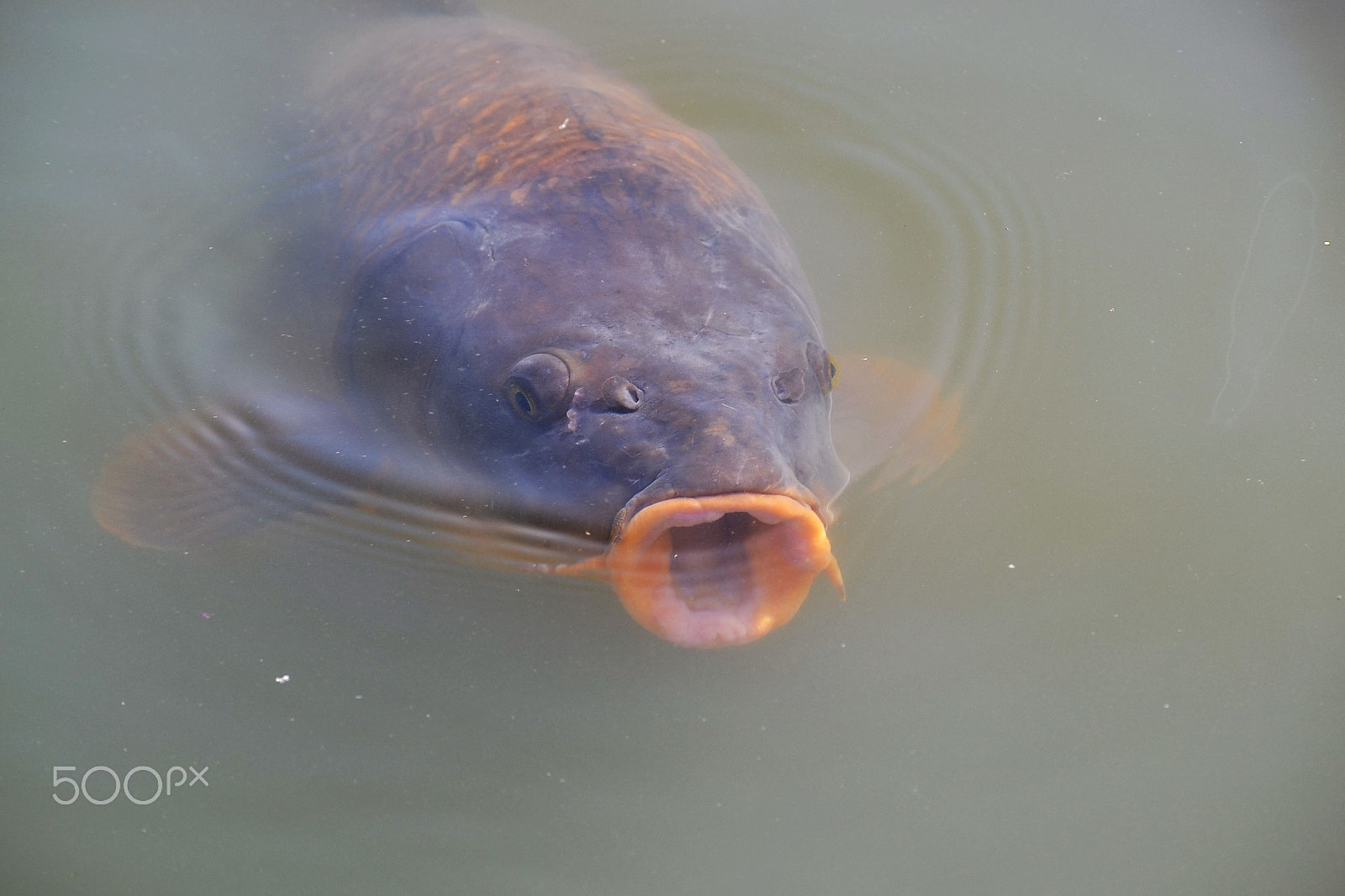 Nikon D3100 sample photo. Carp photography
