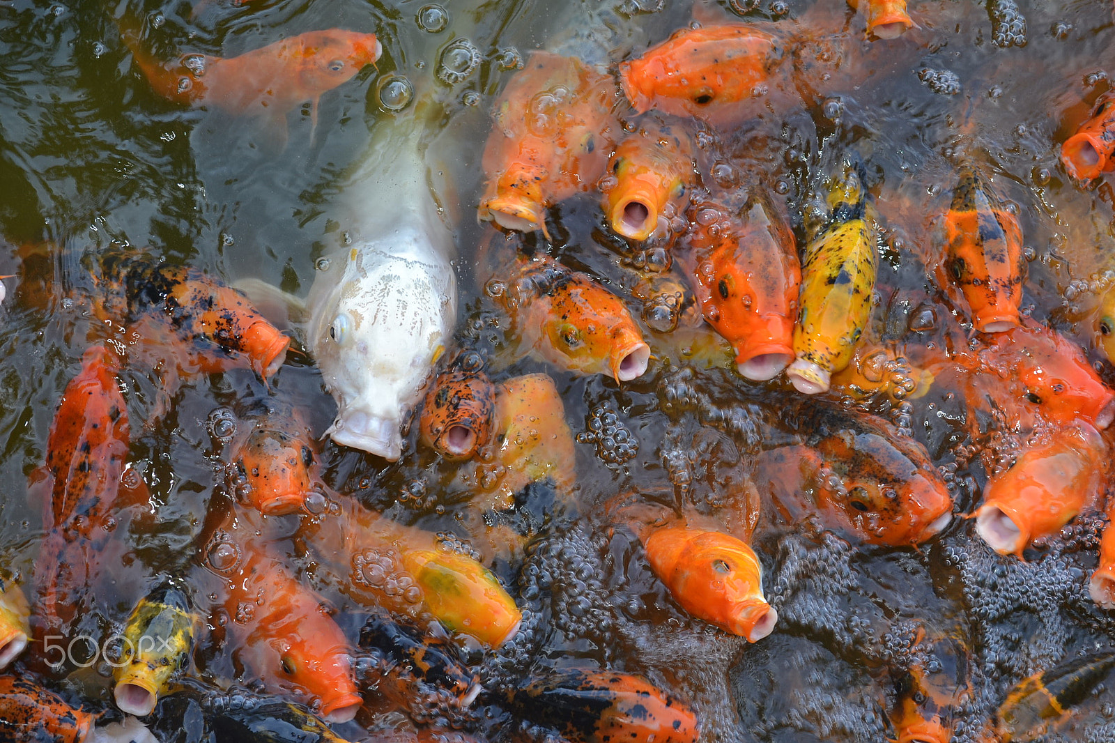 Nikon D3100 sample photo. Carp photography