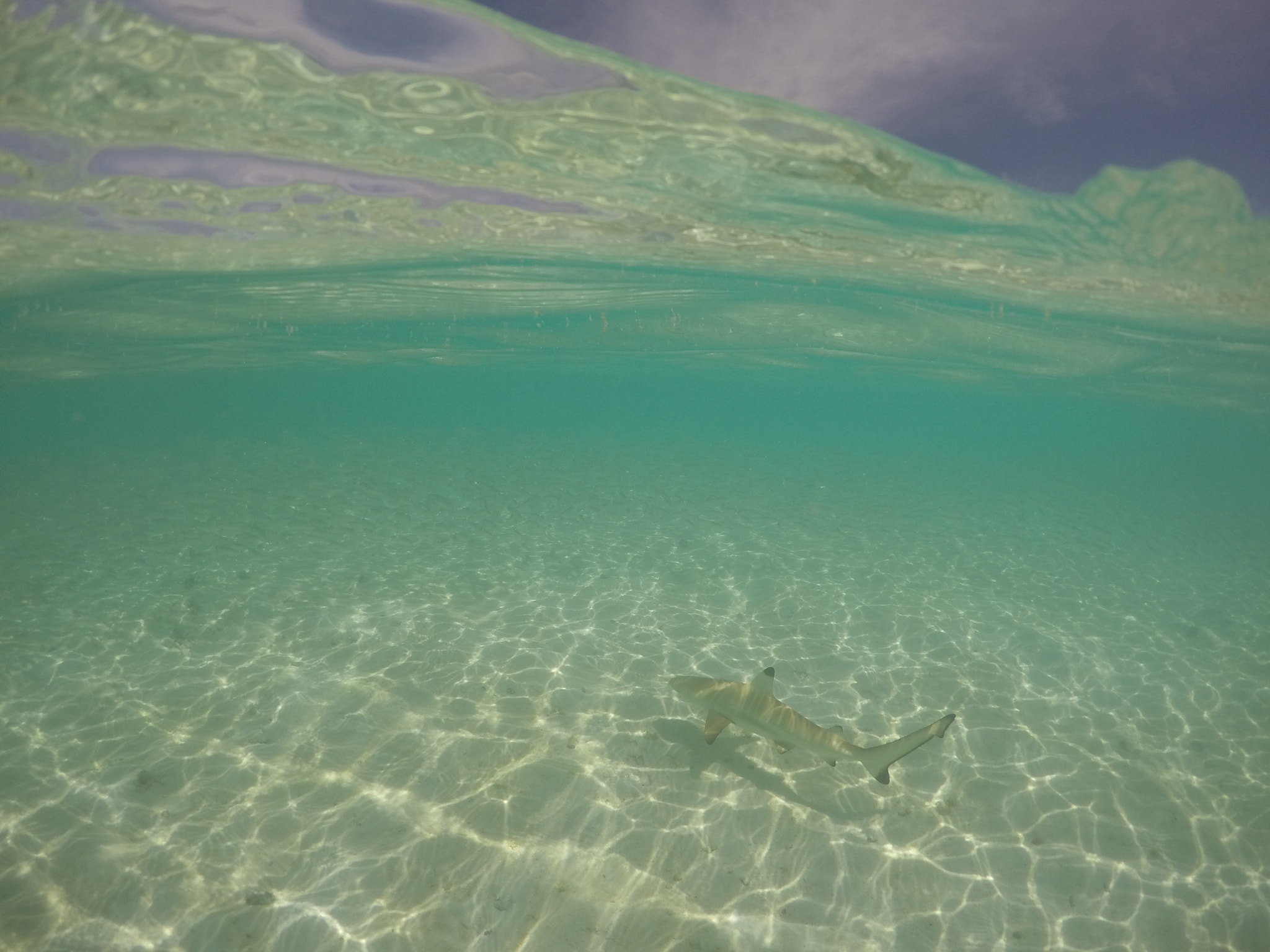 GoPro HERO4 Black sample photo. Good catch  photography