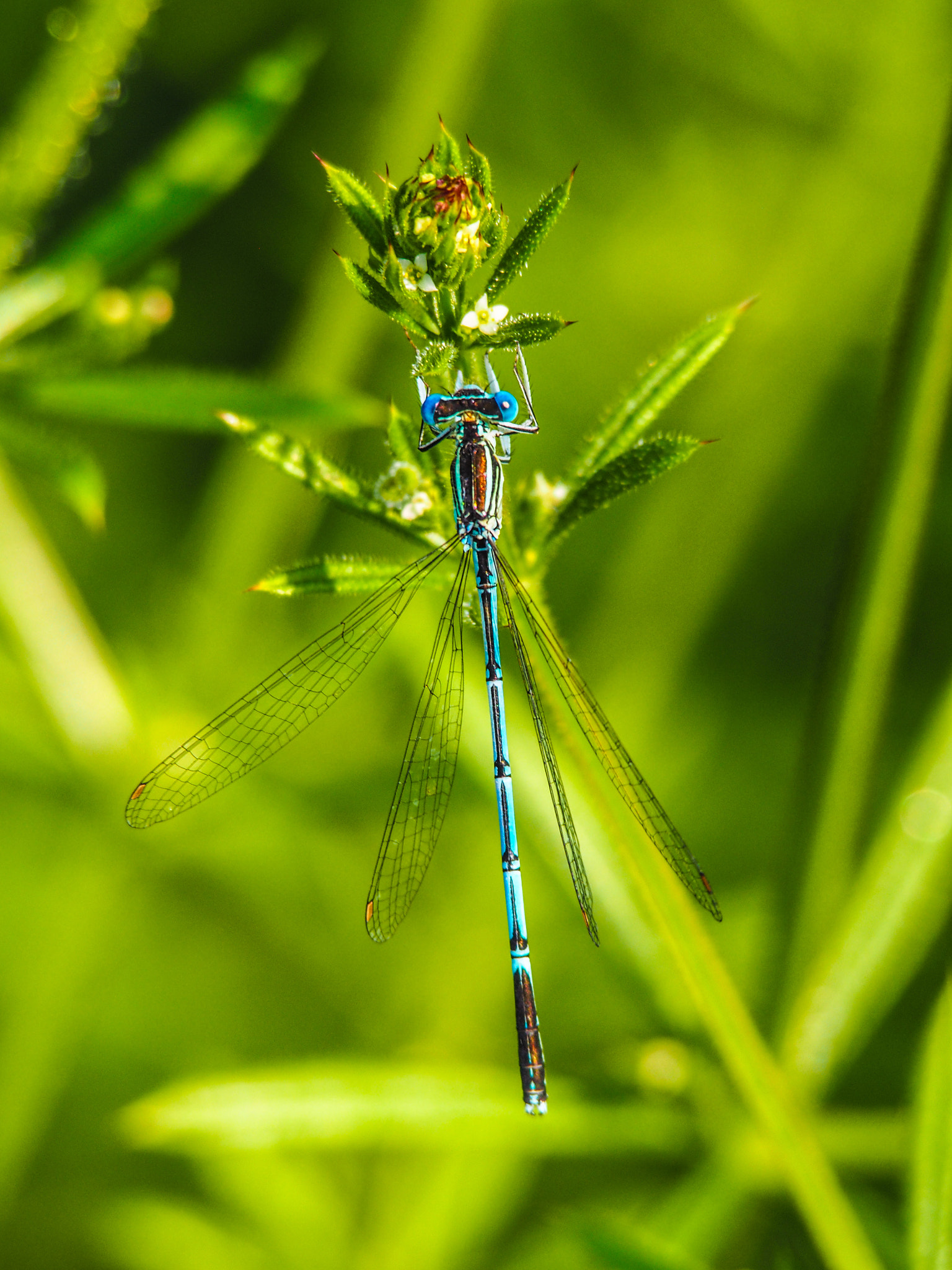Olympus PEN E-PL5 sample photo. Odenwald photography