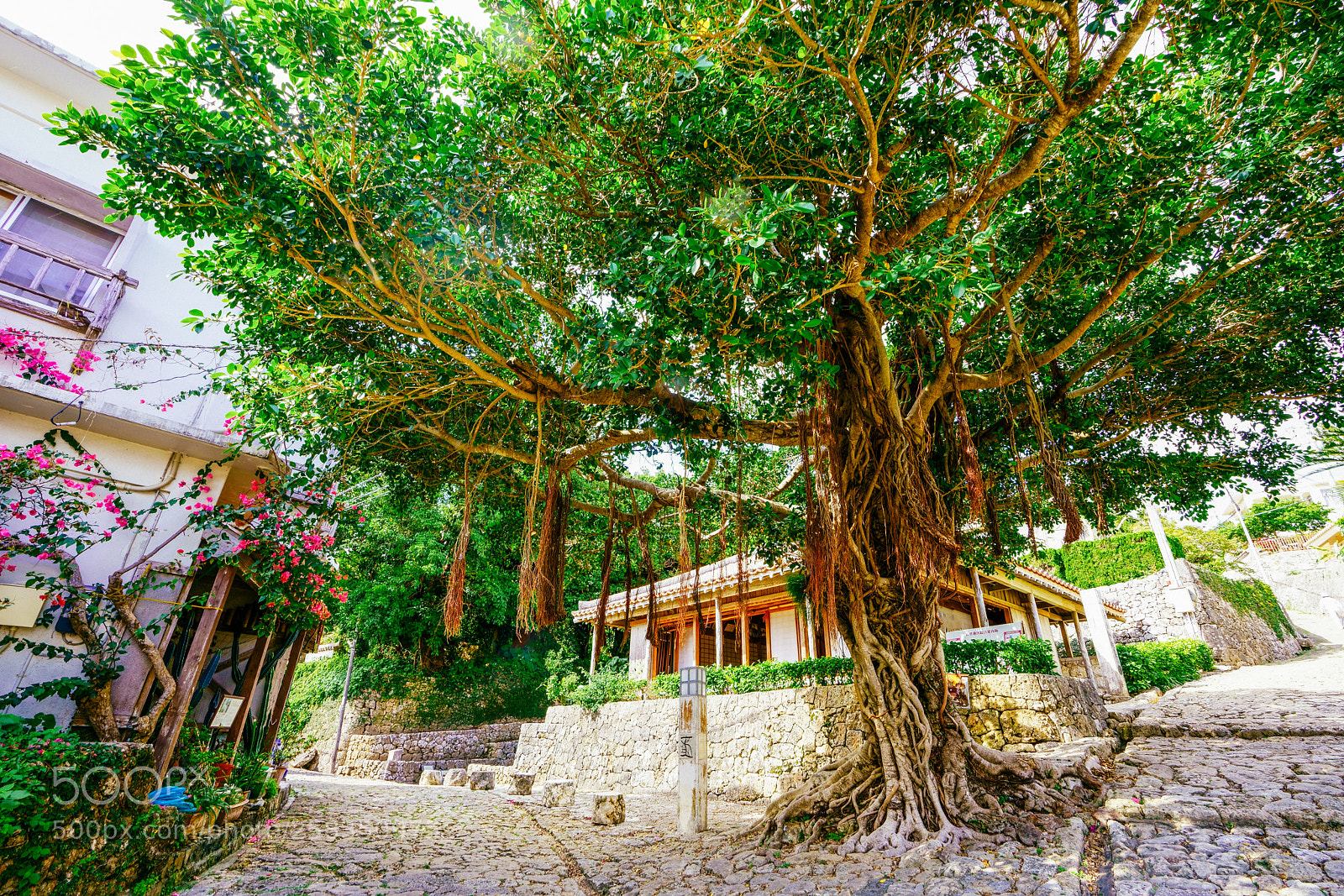 Sony a7R III sample photo. Okinawa photography