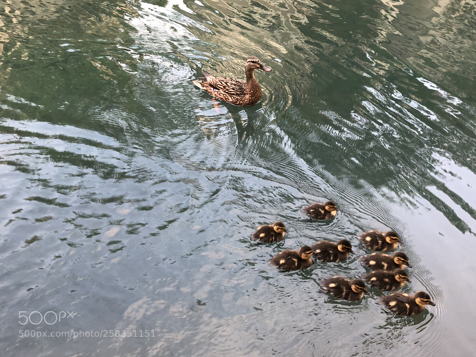 Apple iPhone X sample photo. Ducks  photography