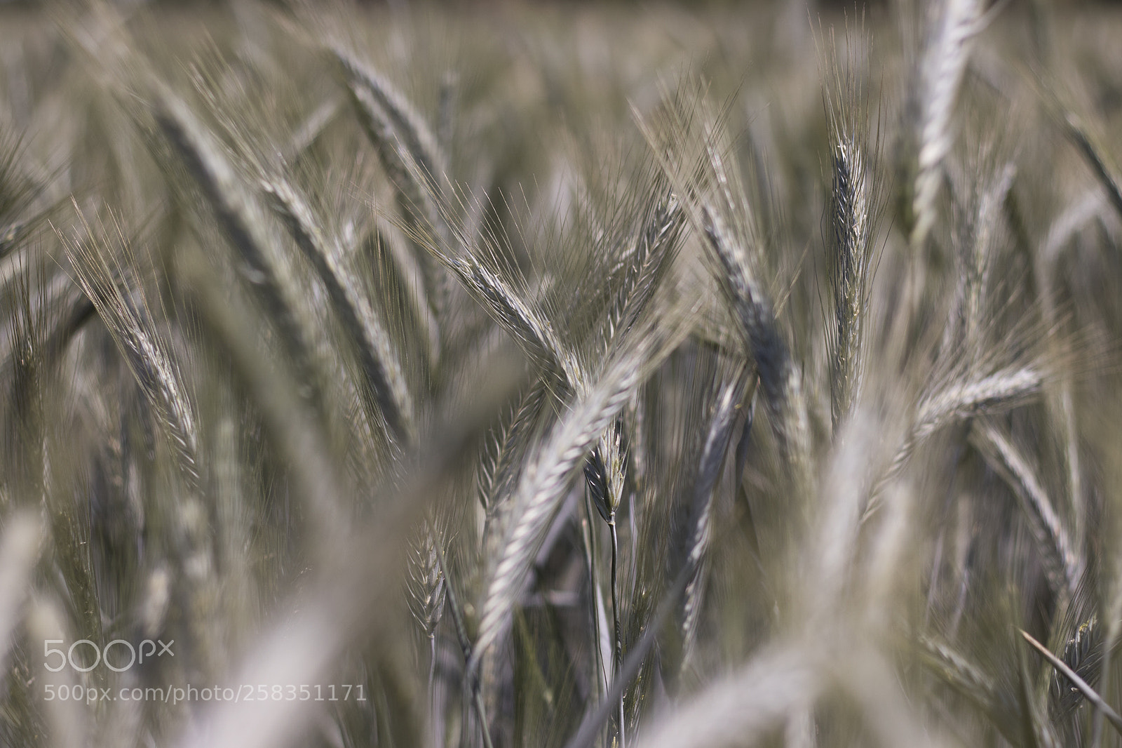 Canon EOS 80D sample photo. Wilnd crop photography