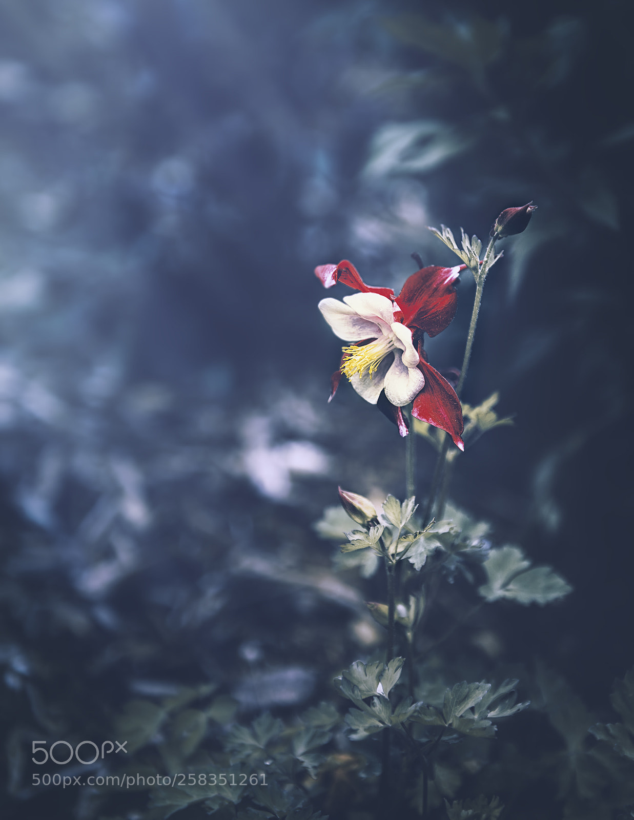 Nikon D600 sample photo. Red aquilegia photography