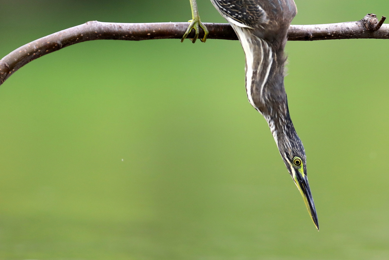 Canon EF 600mm f/4L IS sample photo. 기다림 photography