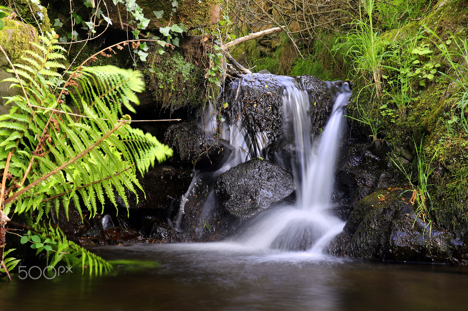Canon EF 24-70mm F4L IS USM sample photo. Water and greens photography