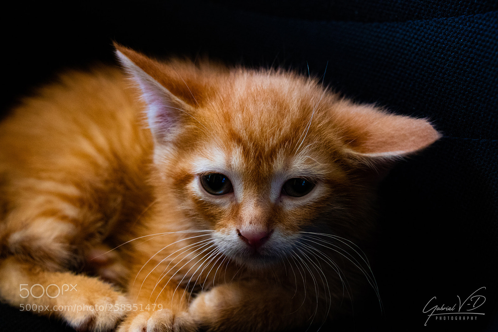 Canon EOS 80D sample photo. Little tiger ii photography
