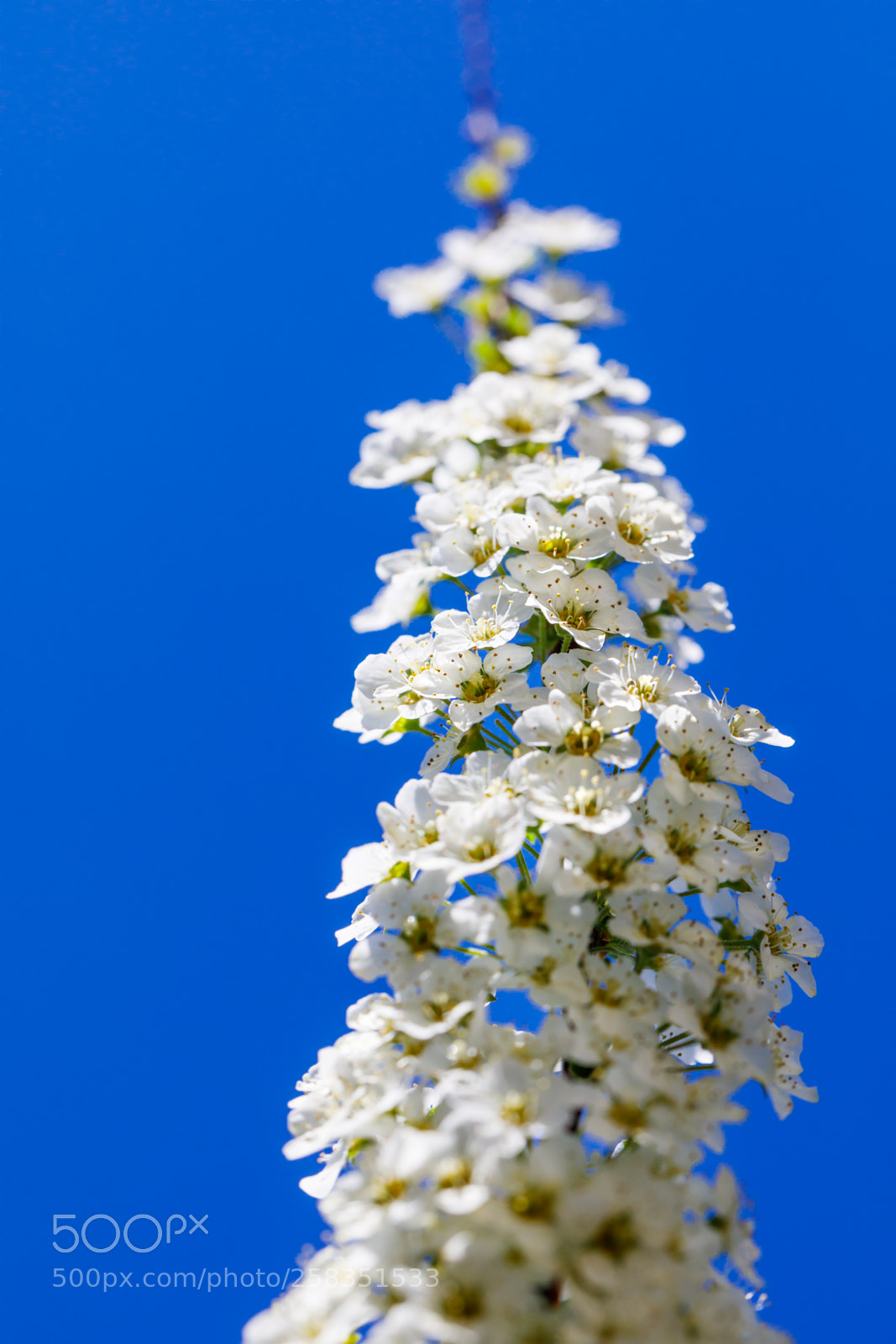 Canon EOS 5D Mark IV sample photo. Beautiful branch of spiraea photography