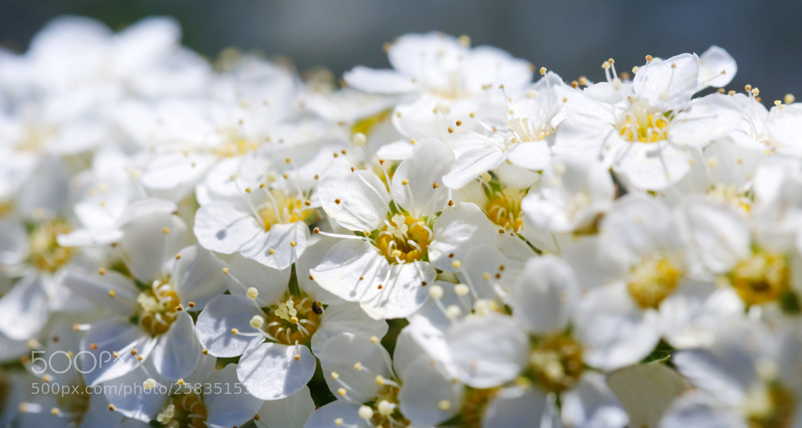 Canon EOS 5D Mark IV sample photo. Macro picture with spiraea photography