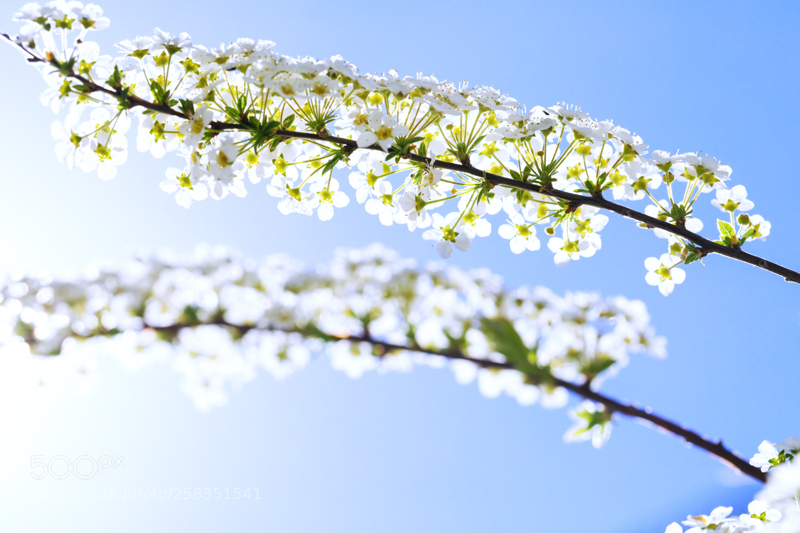 Canon EOS 5D Mark IV sample photo. Colorful blooming grefsheim spirea photography