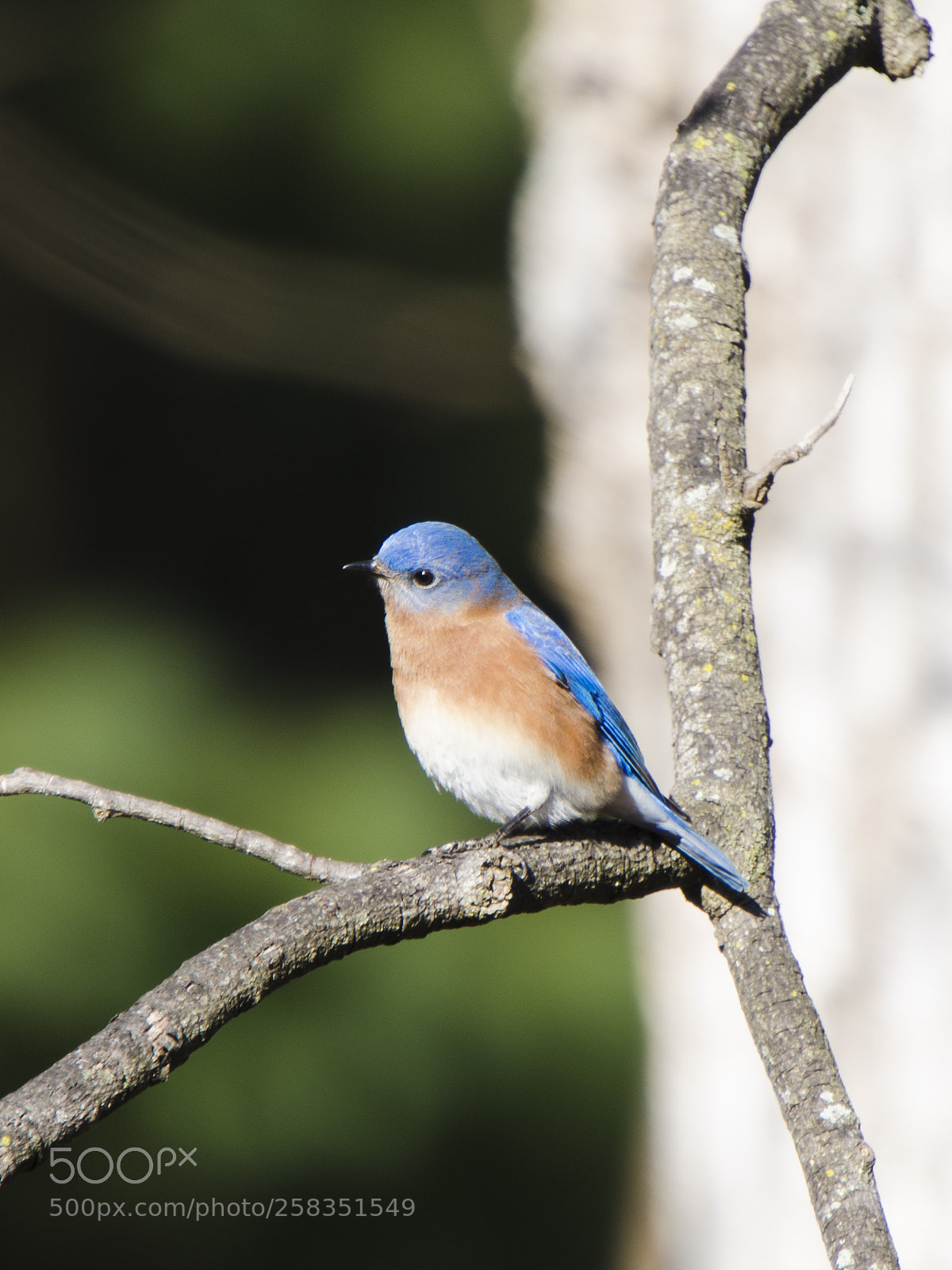 Nikon D7000 sample photo. Eastern blue bird photography