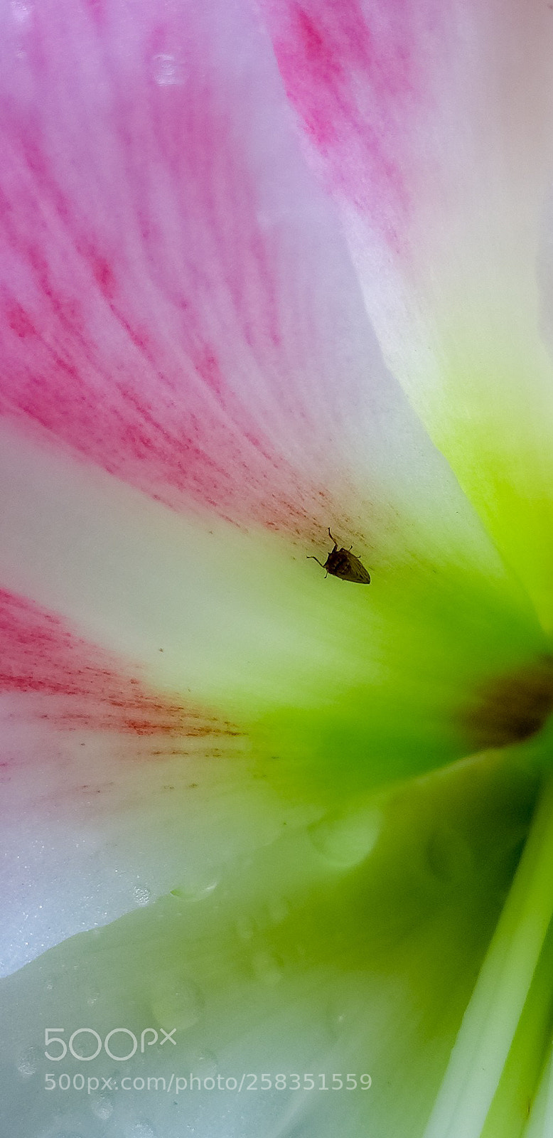 Samsung Galaxy S8 sample photo. The bug photography