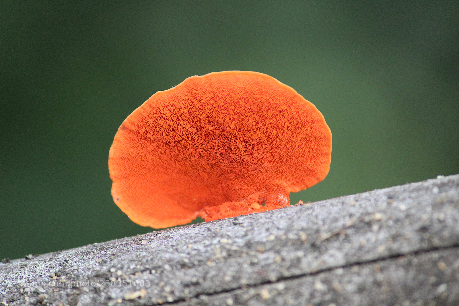 Canon EF-S 55-250mm F4-5.6 IS II sample photo. Colorful orange mushroom photography