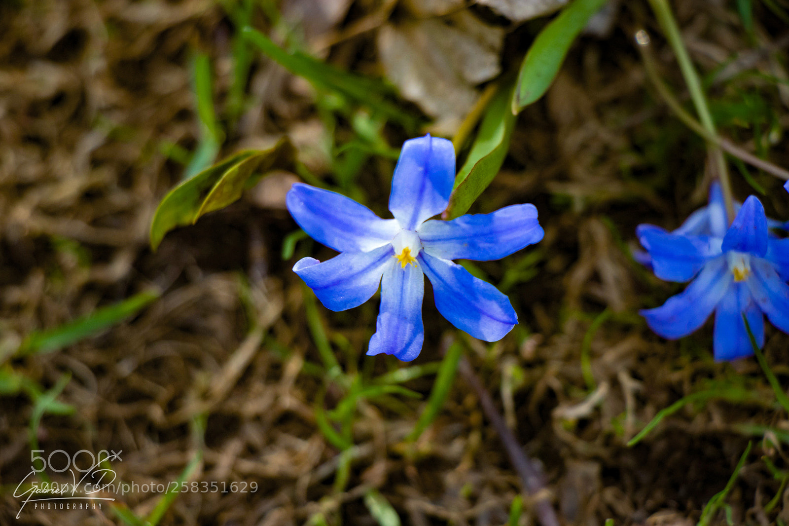 Canon EOS 80D sample photo. Allure de printemps photography