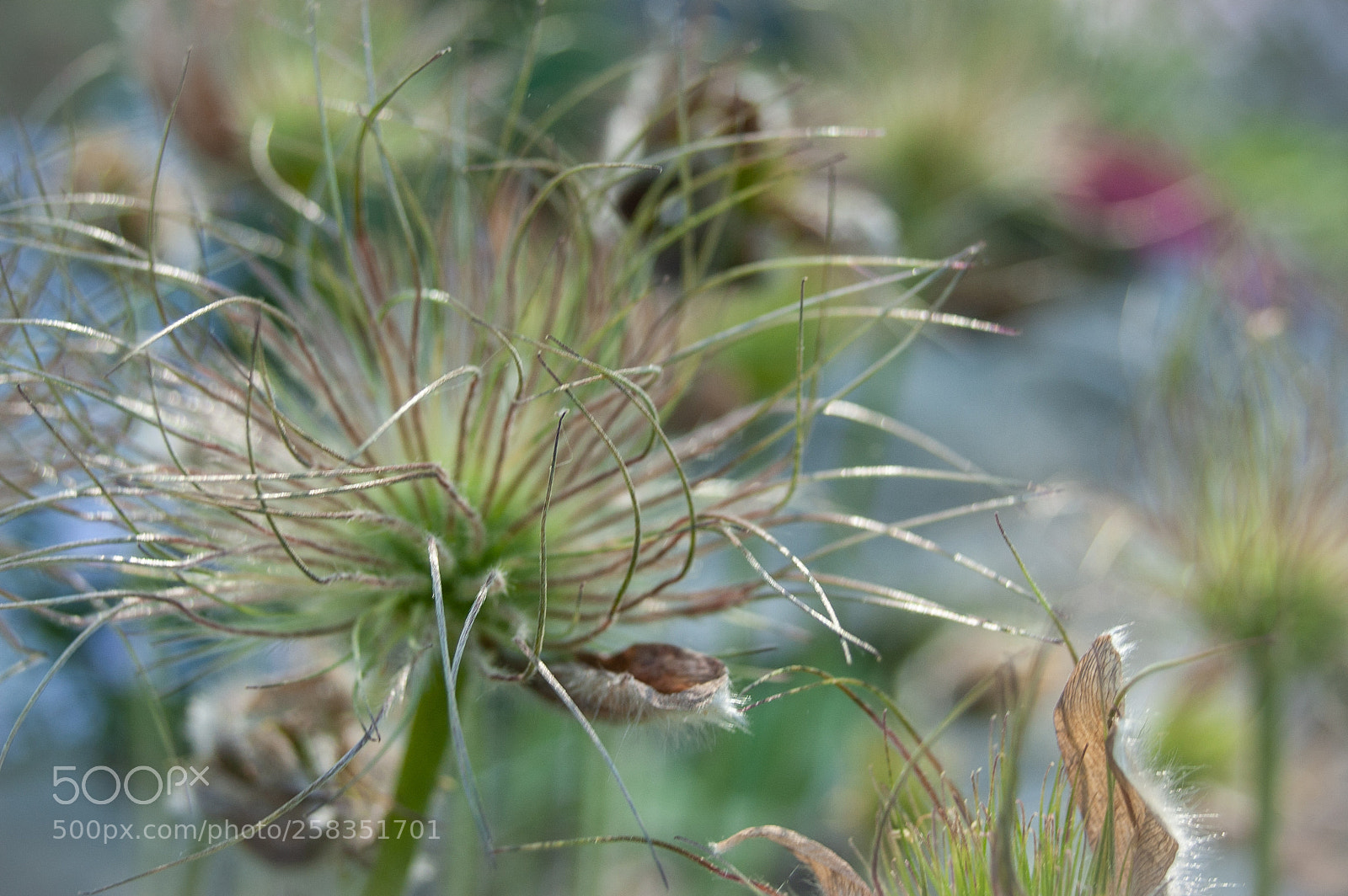Nikon D40 sample photo. The flower photography