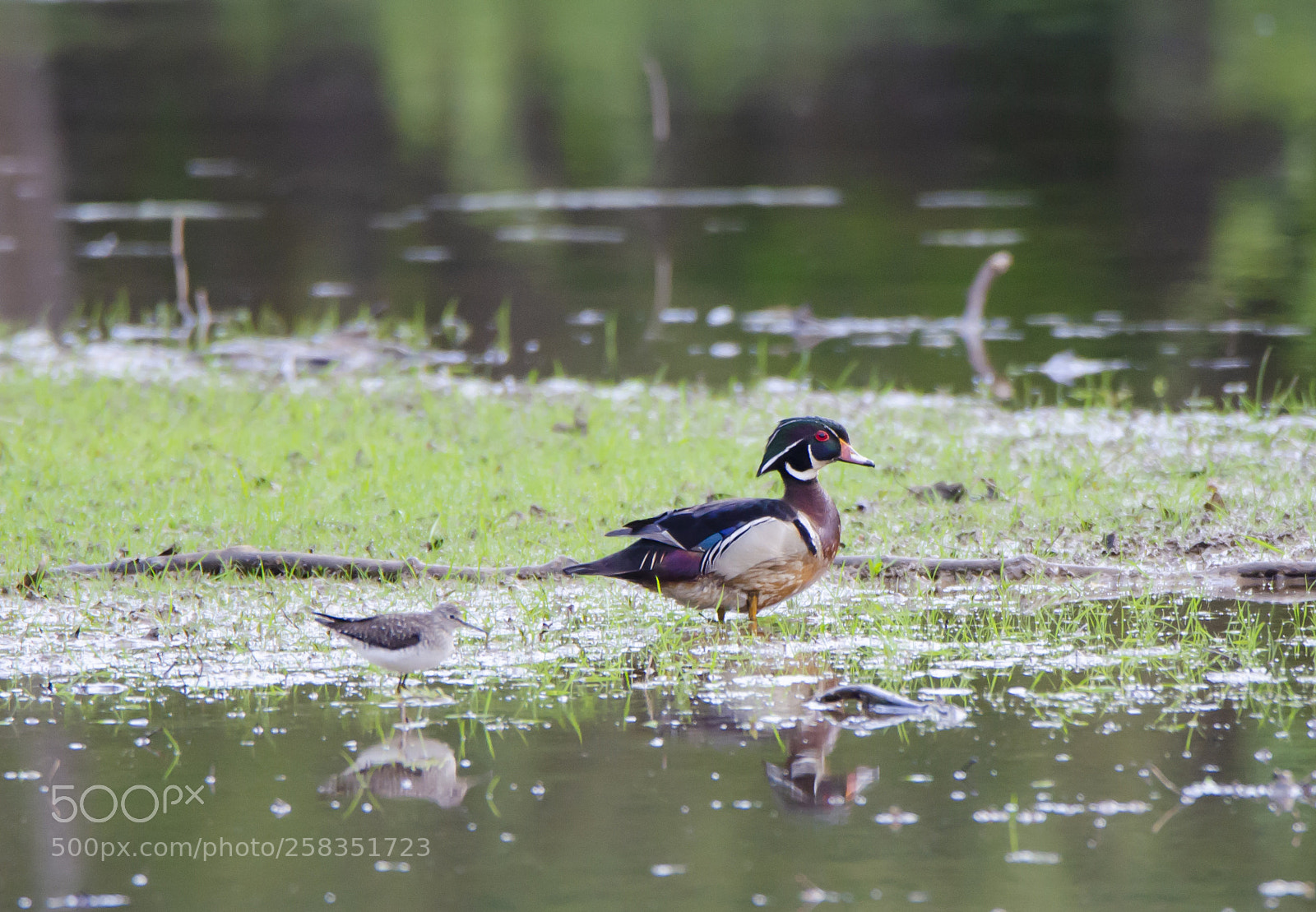 Nikon D7000 sample photo. Wood duck photography