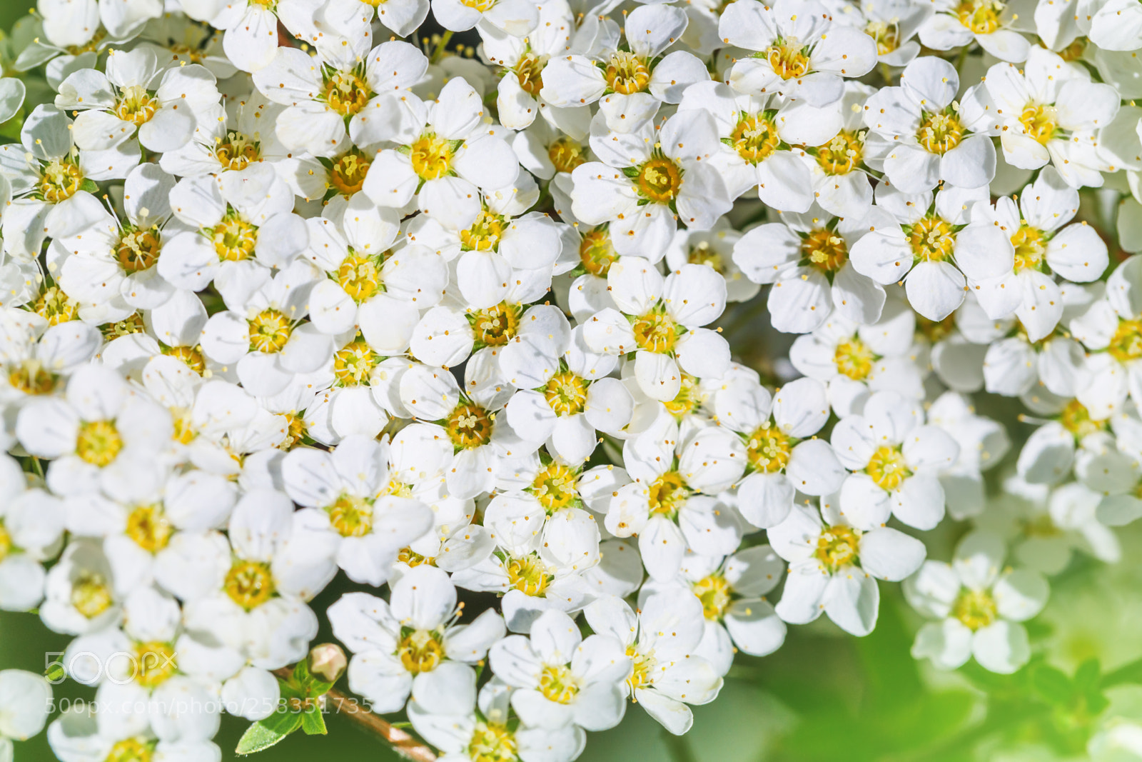 Canon EOS 5D Mark IV sample photo. Beautiful flowers texture of photography