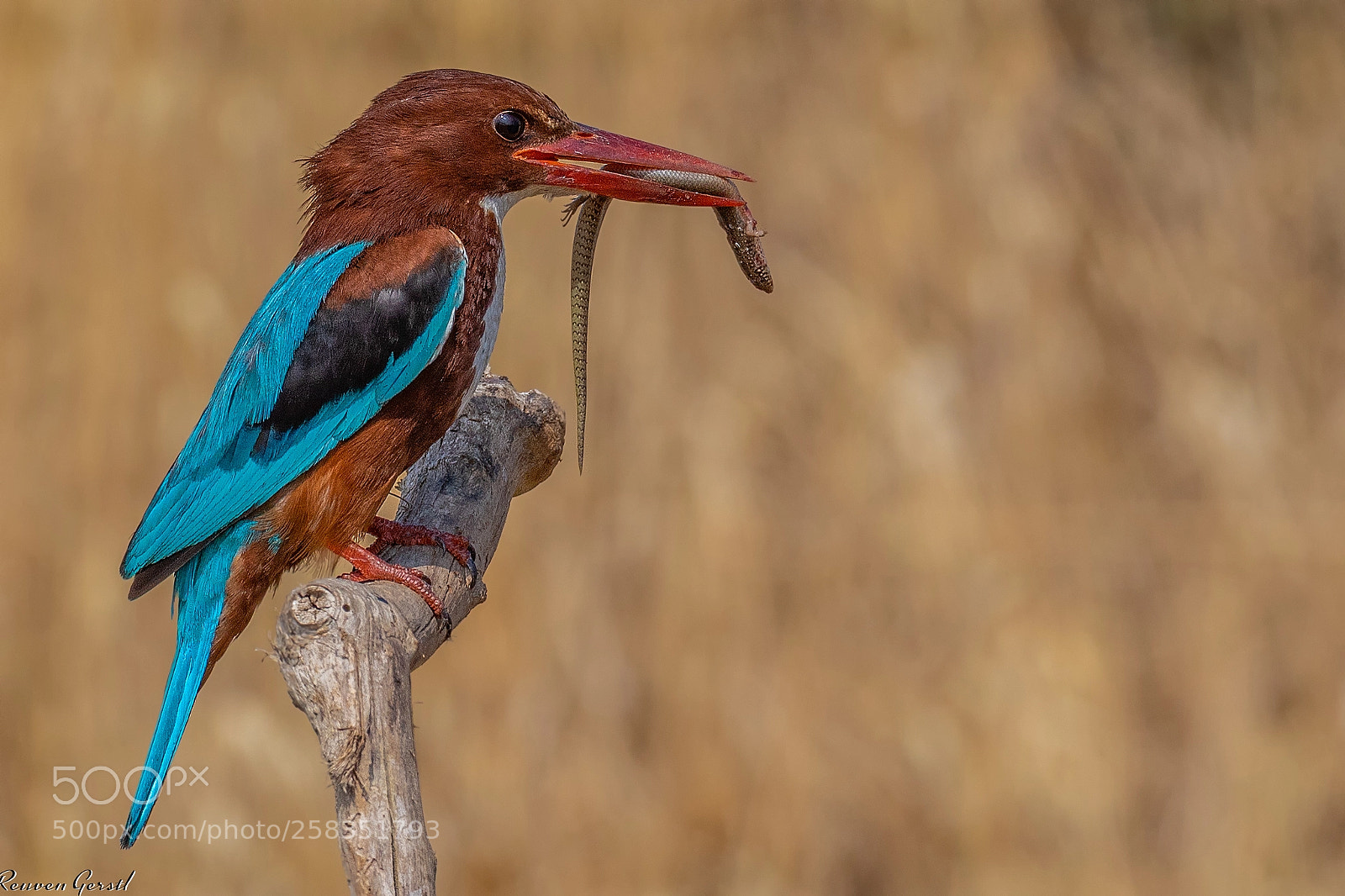 Canon EOS 5D Mark IV sample photo. Kingfisher photography