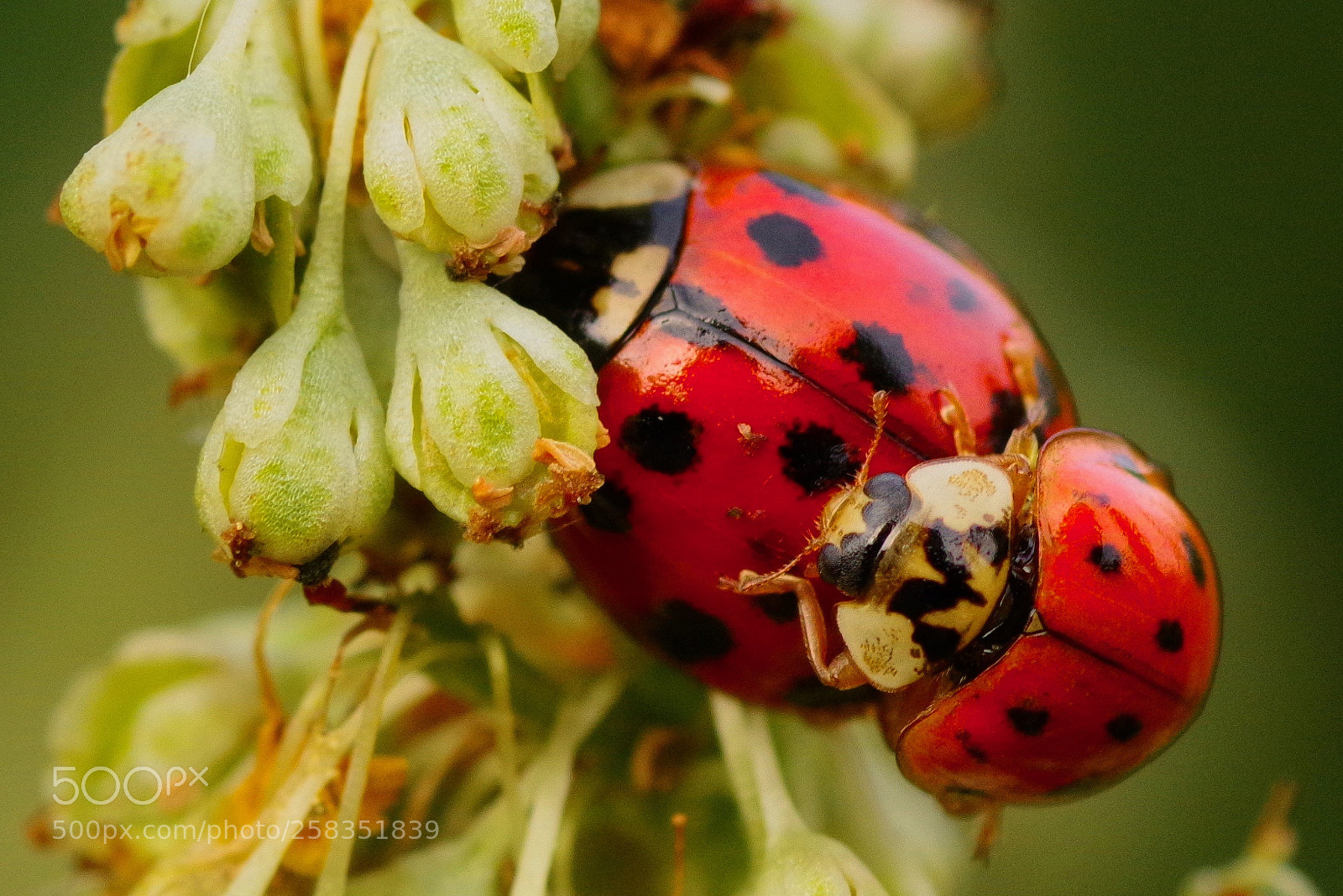 Pentax K-1 sample photo. Back-up ladybird beetle photography