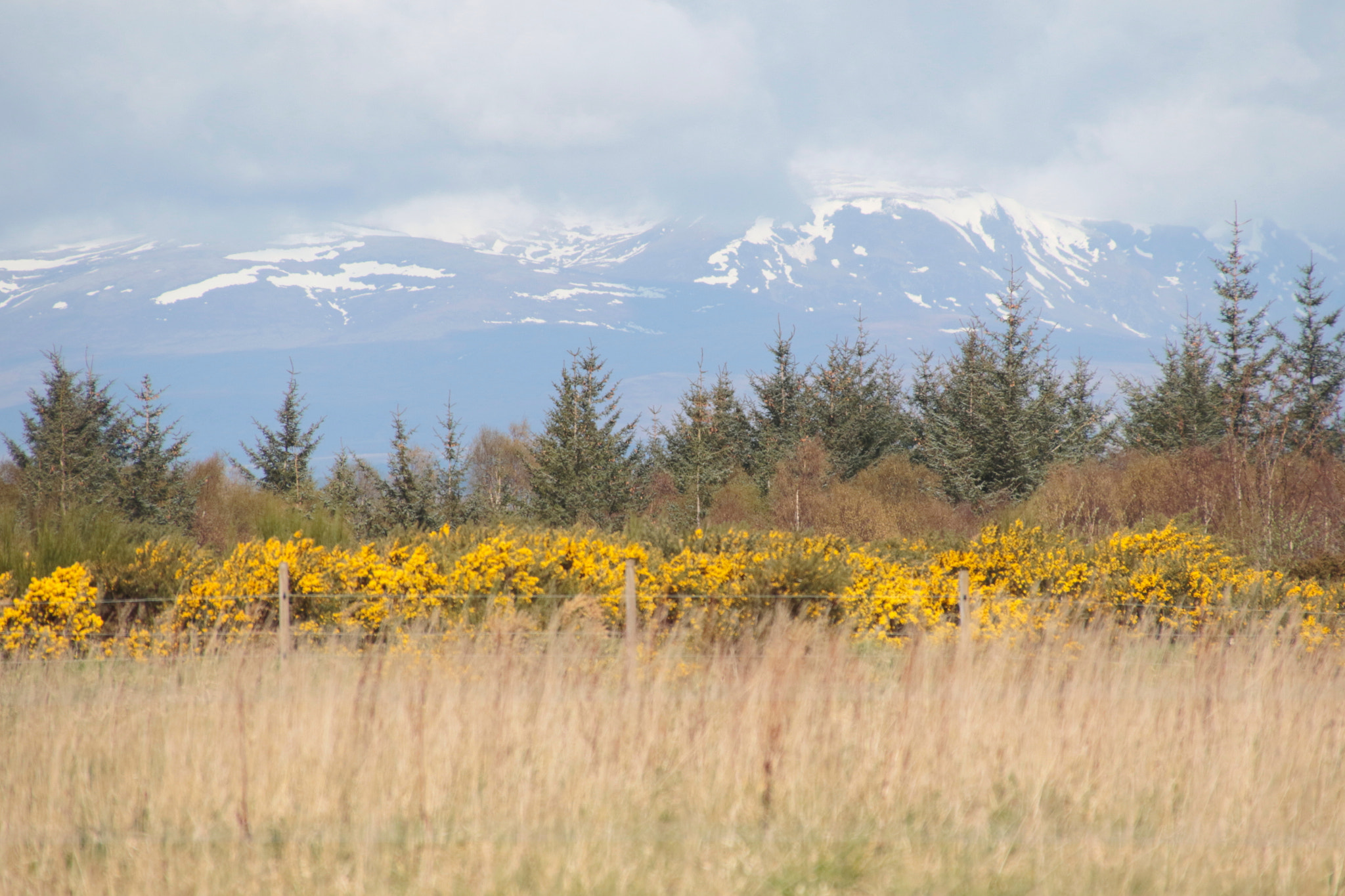 Canon EOS 7D Mark II + Sigma 18-250mm F3.5-6.3 DC OS HSM sample photo. Culloden photography