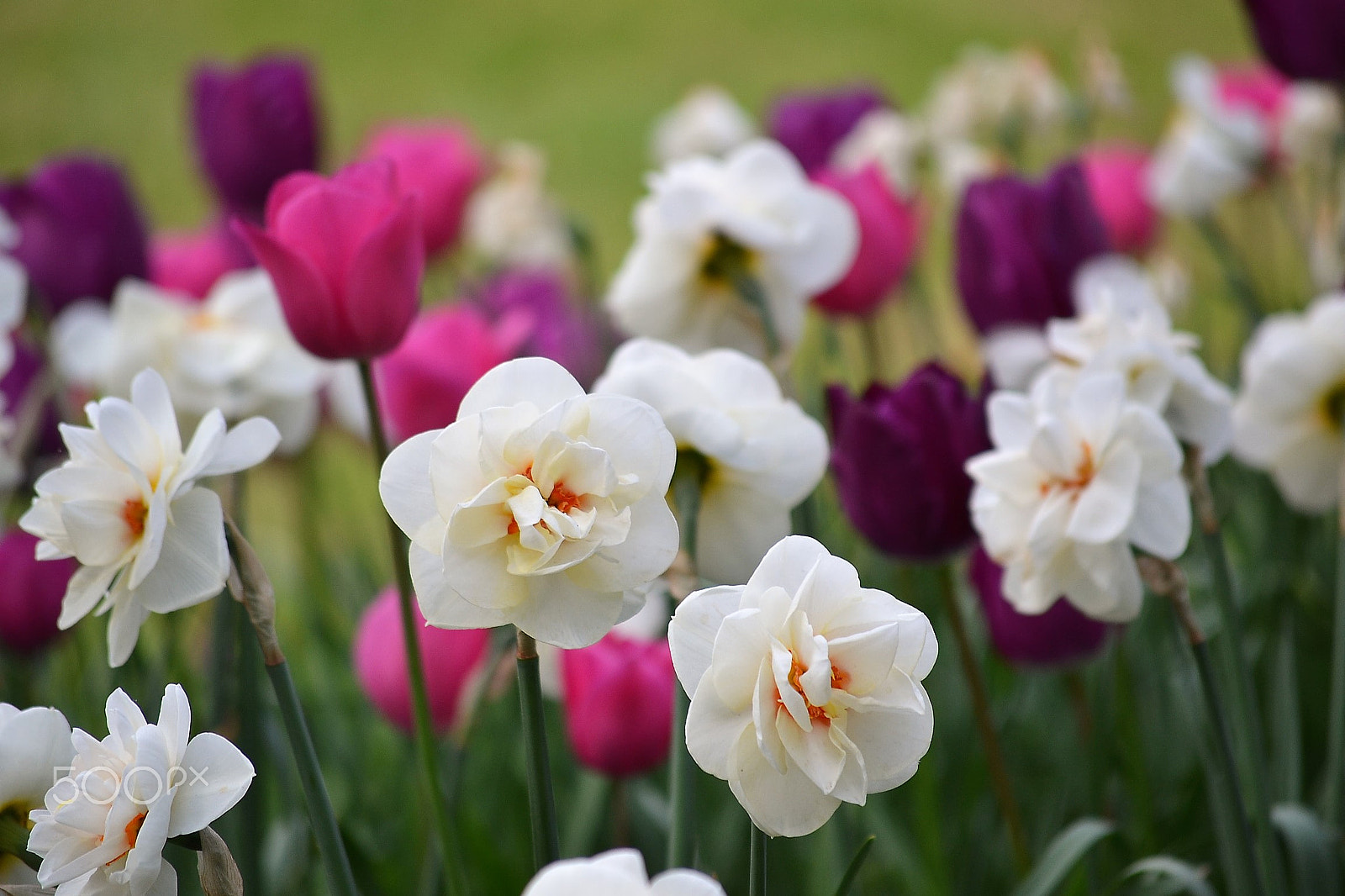 Nikon D3100 sample photo. Flowers photography