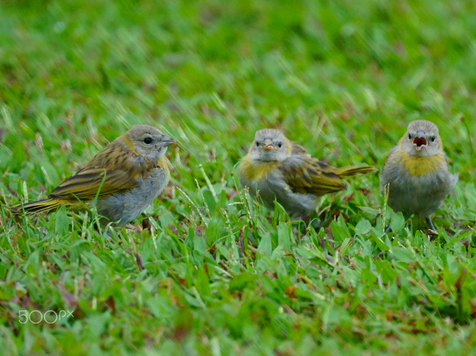 Sony FE 70-300mm F4.5-5.6 G OSS sample photo. Three brothers photography