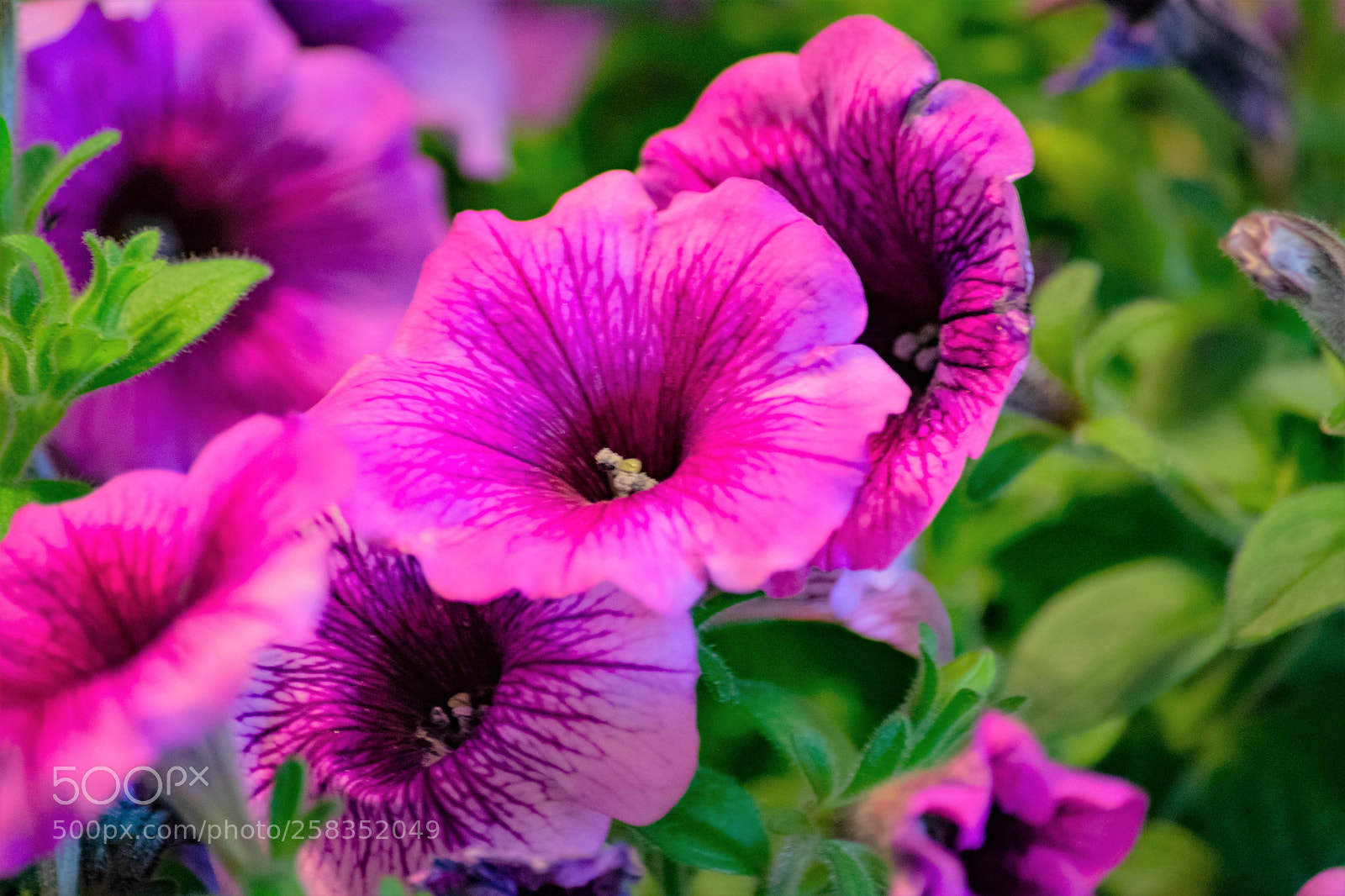 Nikon D7100 sample photo. Purple petunia photography