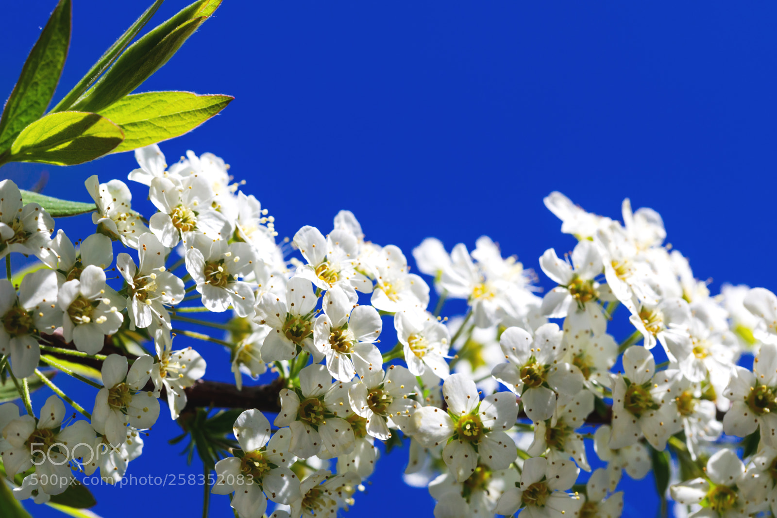 Canon EOS 5D Mark IV sample photo. Gorgeous white petals on photography