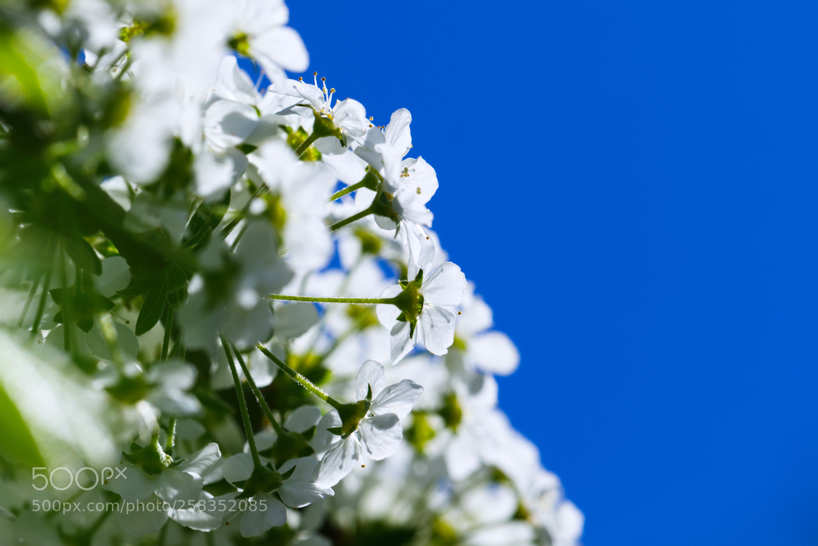 Canon EOS 5D Mark IV sample photo. Magic spring flower spiraea photography