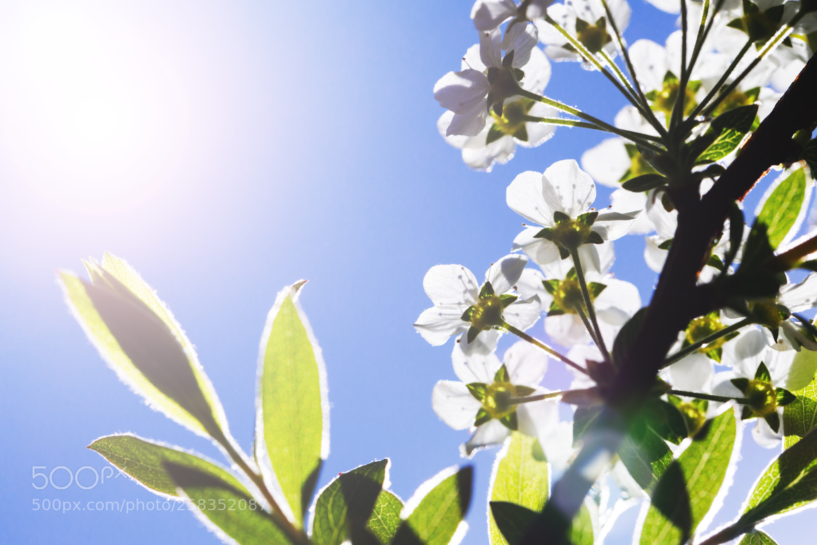 Canon EOS 5D Mark IV sample photo. White flowers in beautiful photography