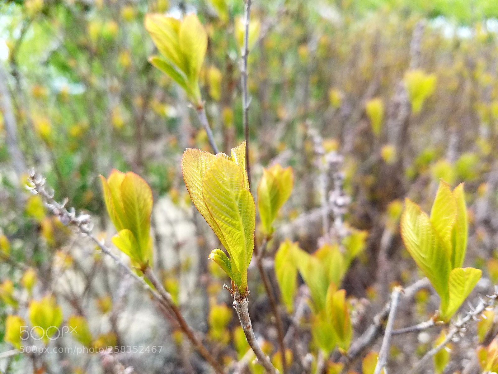 Samsung Galaxy S7 Edge sample photo. () photography