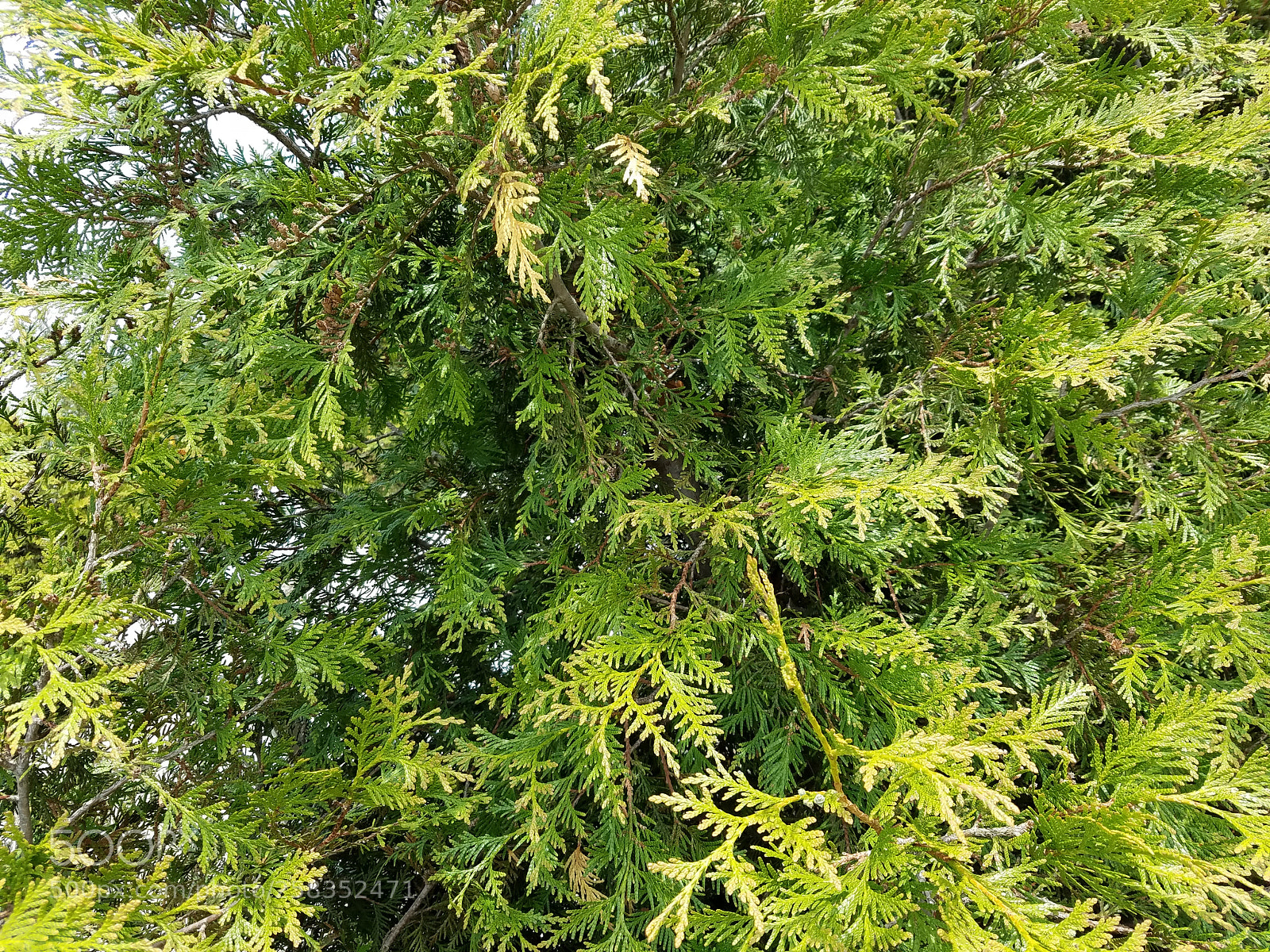 Samsung Galaxy S7 Edge sample photo. 20180517_124924.jpg photography