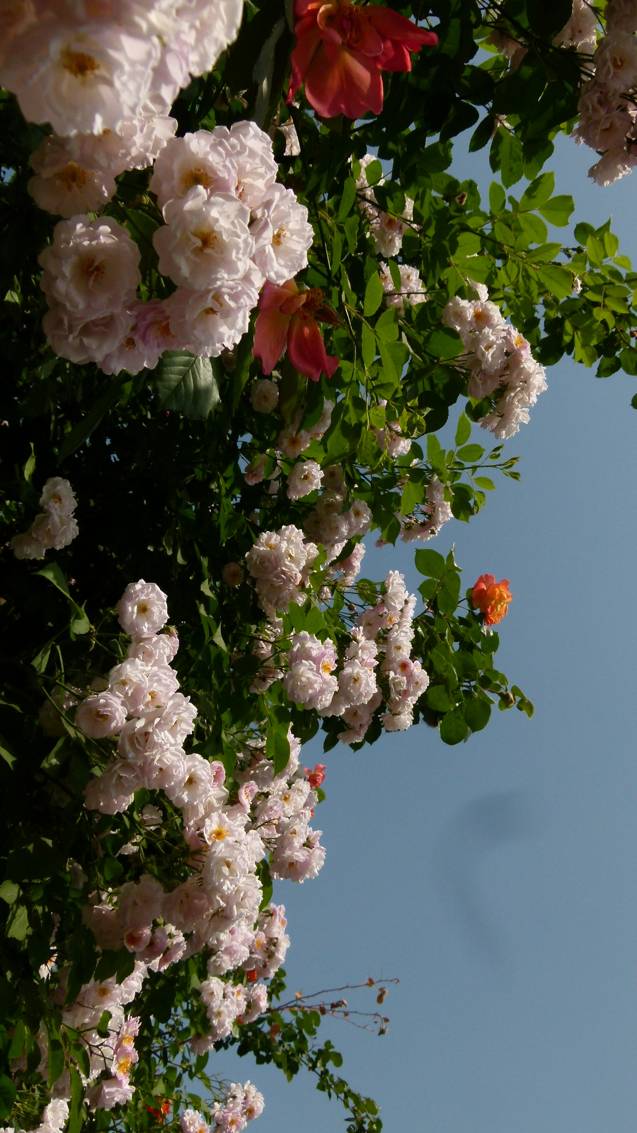 Leica V-Lux 2 sample photo
