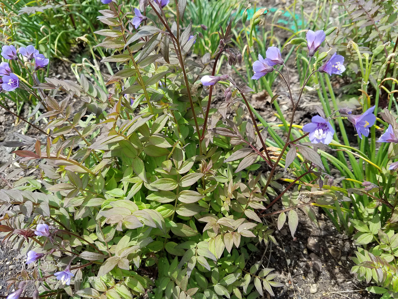 Samsung Galaxy S7 Edge sample photo. 20180517_124239.jpg photography