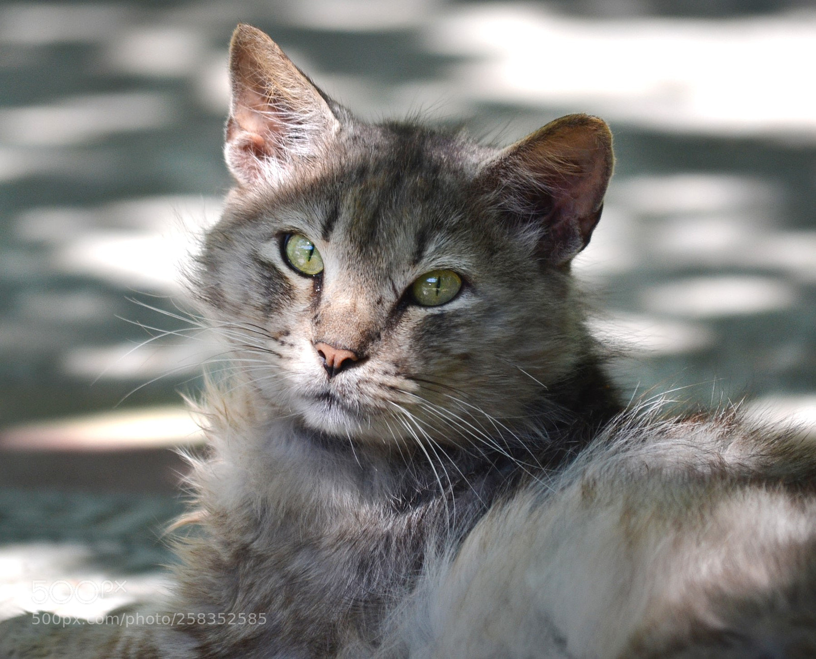 Nikon D3100 sample photo. Just cats photography
