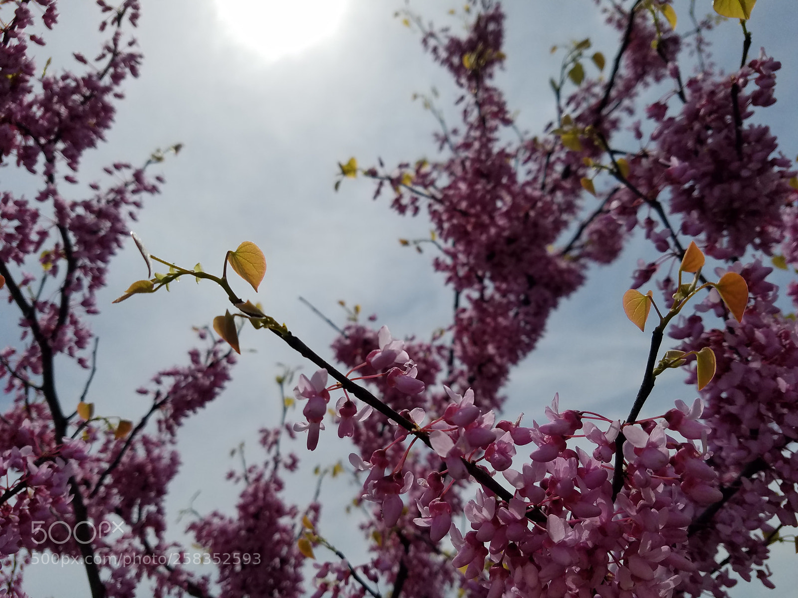 Samsung Galaxy S7 Edge sample photo. 20180517_123229.jpg photography