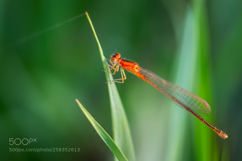 Canon EOS 70D sample photo. Dragonfly photography