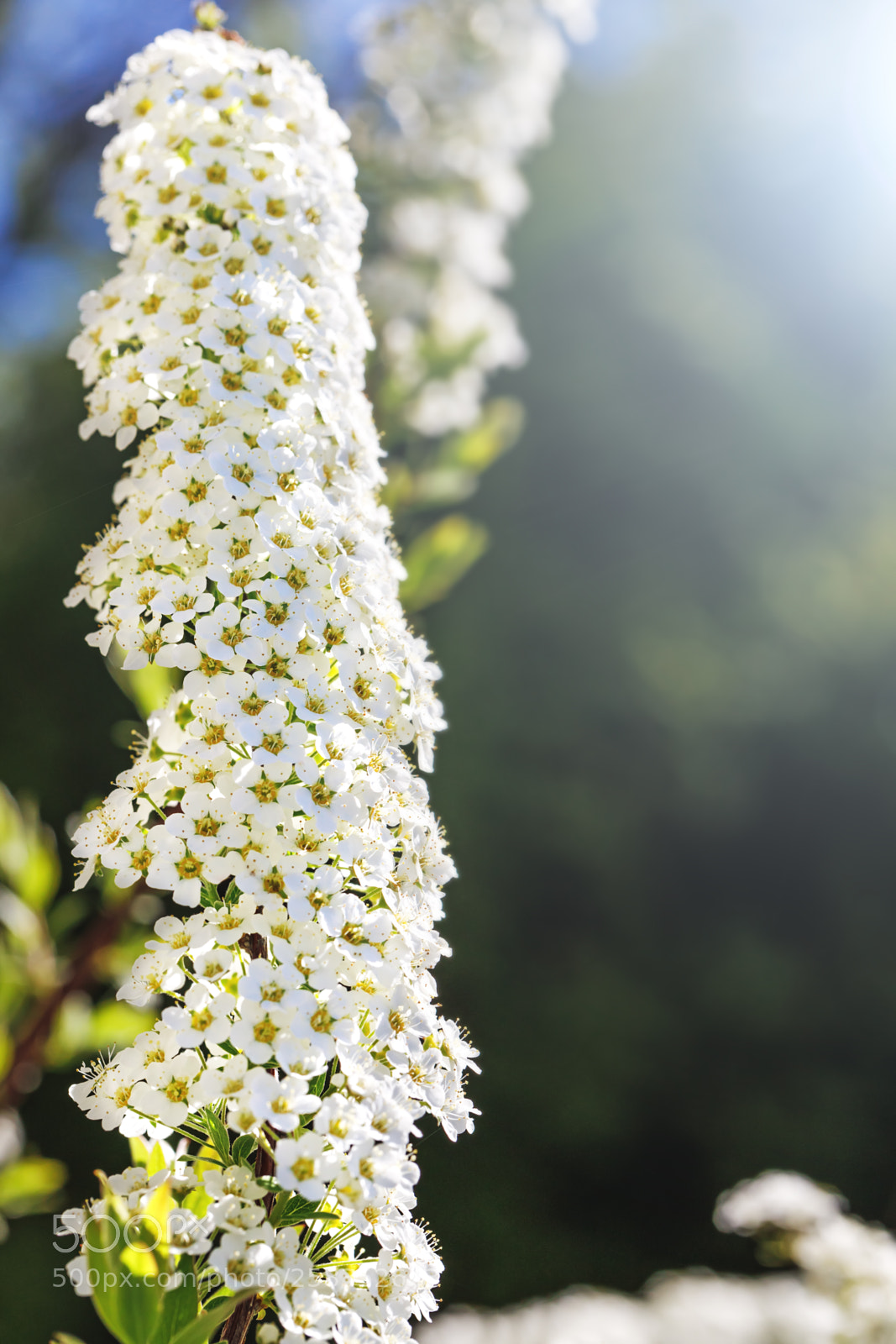 Canon EOS 5D Mark IV sample photo. Blooming branch of spiraea photography