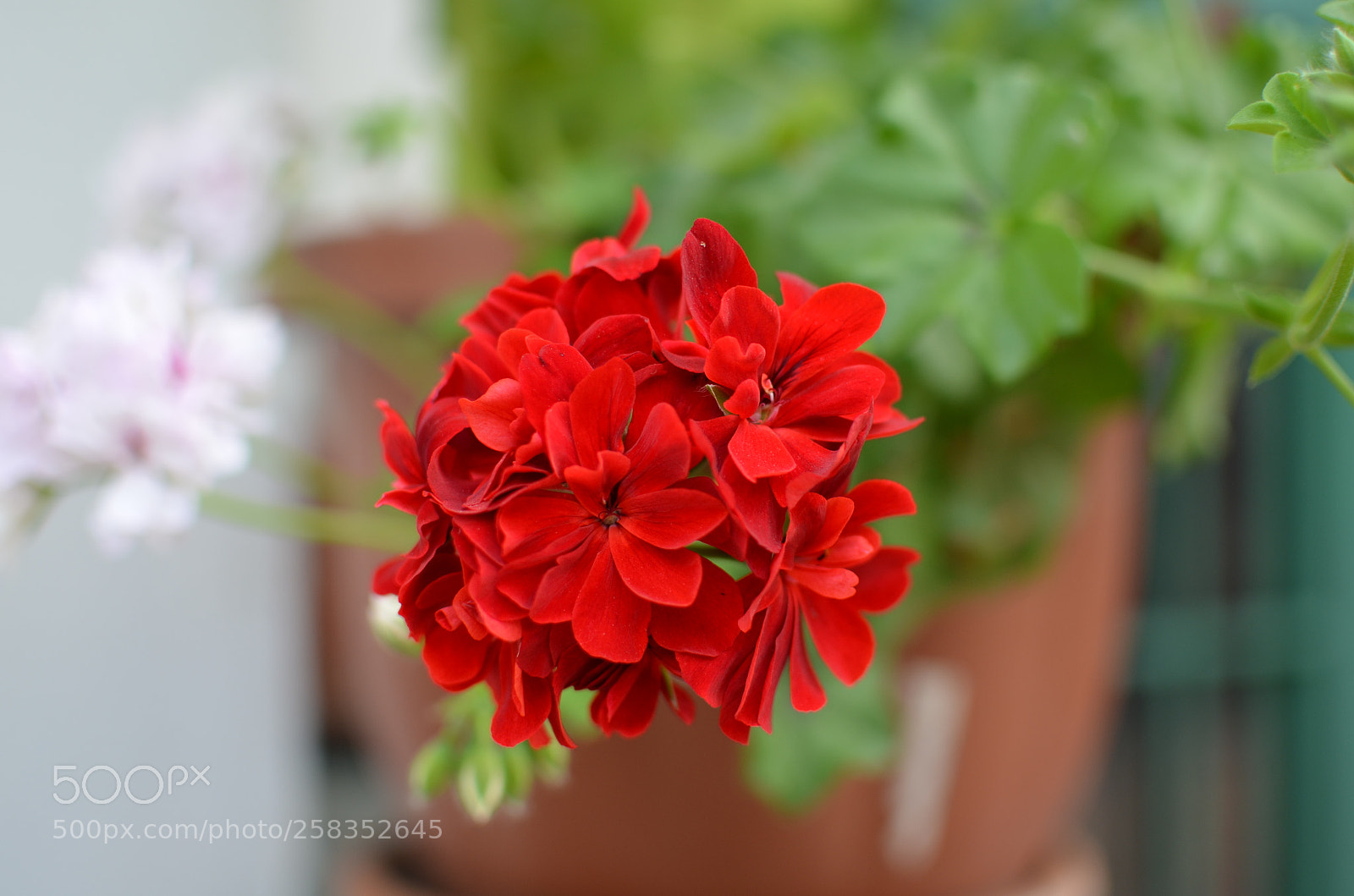 Nikon D5100 + Nikon AF-S DX Nikkor 35mm F1.8G sample photo. A flower from my photography